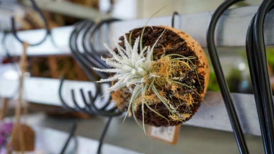 A cork bottle top with an air plant on top of it.